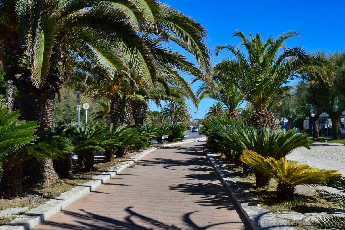 San Benedetto del Tronto - pista ciclabile e palme