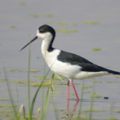 riserva-naturale-sentina-Antonio-Neroni
